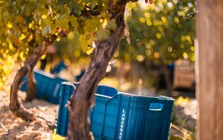 Lanzerac Wine Estate Harvest 2019 (5) (HR)